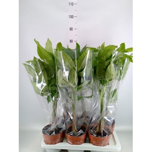 Pachira aquatica