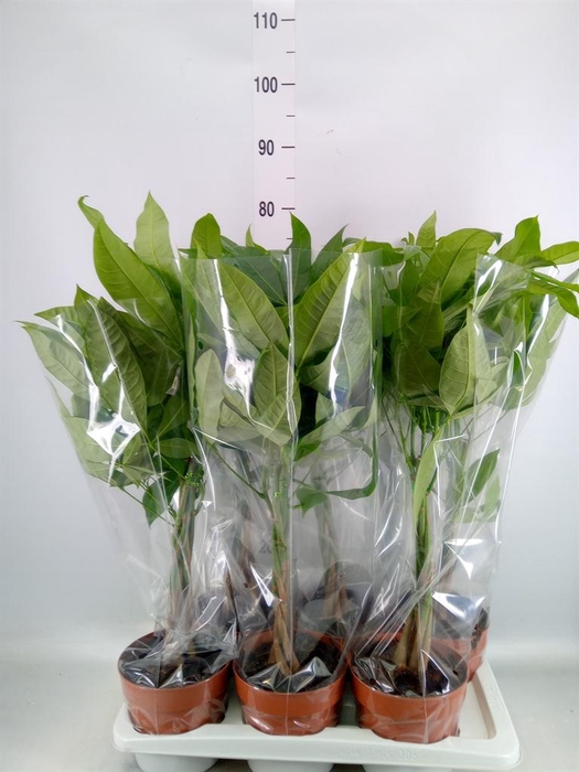 <h4>Pachira aquatica</h4>