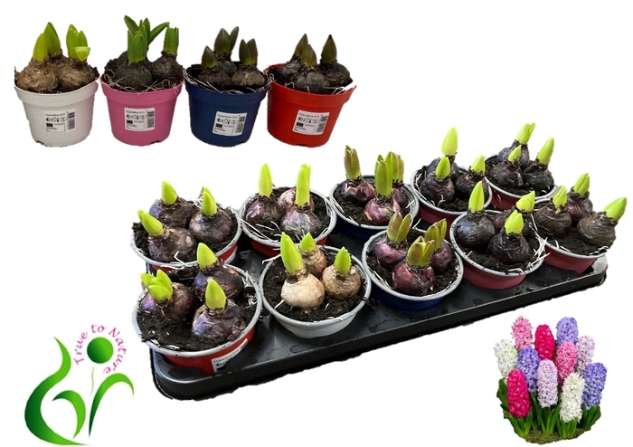 <h4>HYACIN GEM 4 KL</h4>