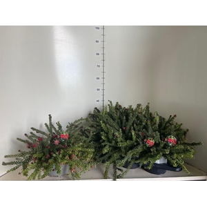 GREV L MT TAMBORITHA