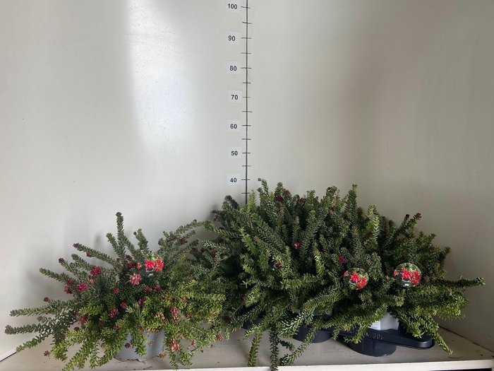 <h4>GREV L MT TAMBORITHA</h4>