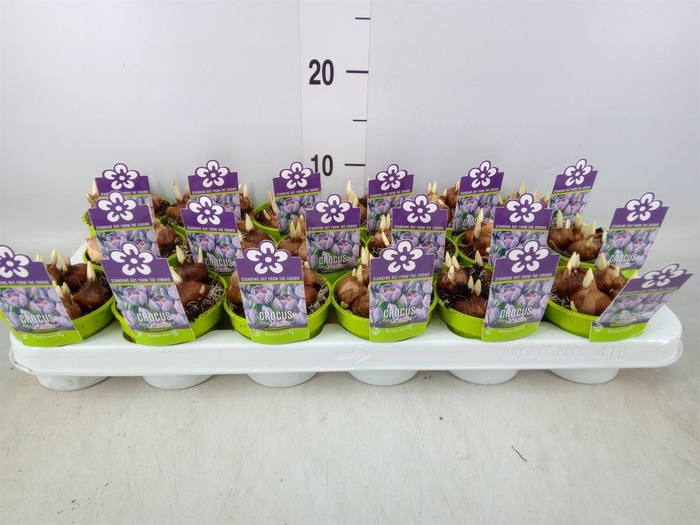 <h4>Crocus   ...in pot</h4>