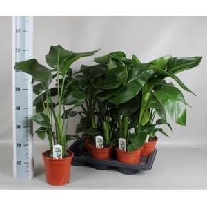 STRELITZIA NICOLAI