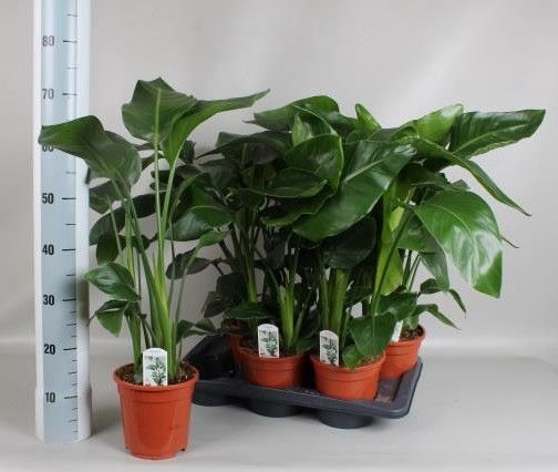 <h4>STRELITZIA NICOLAI</h4>
