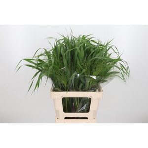 Panicum Fountain