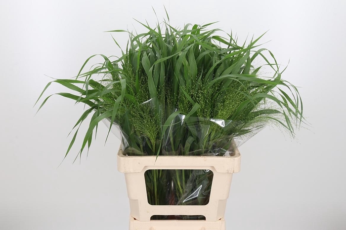 <h4>Panicum Fountain</h4>