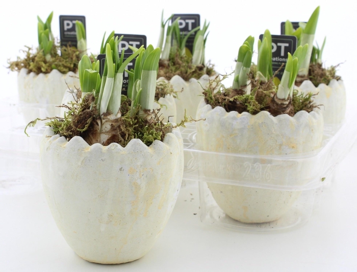 arr8 Arr N Tete A Tete In 1/2 Ei Keramiek