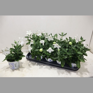 Platyco Gr Pst White
