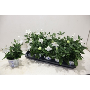 Platyco Gr Pst White