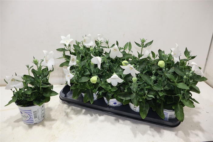 <h4>Platyco Gr Pst White</h4>