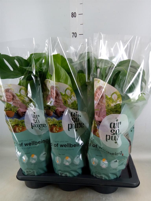 <h4>Monstera delic.</h4>