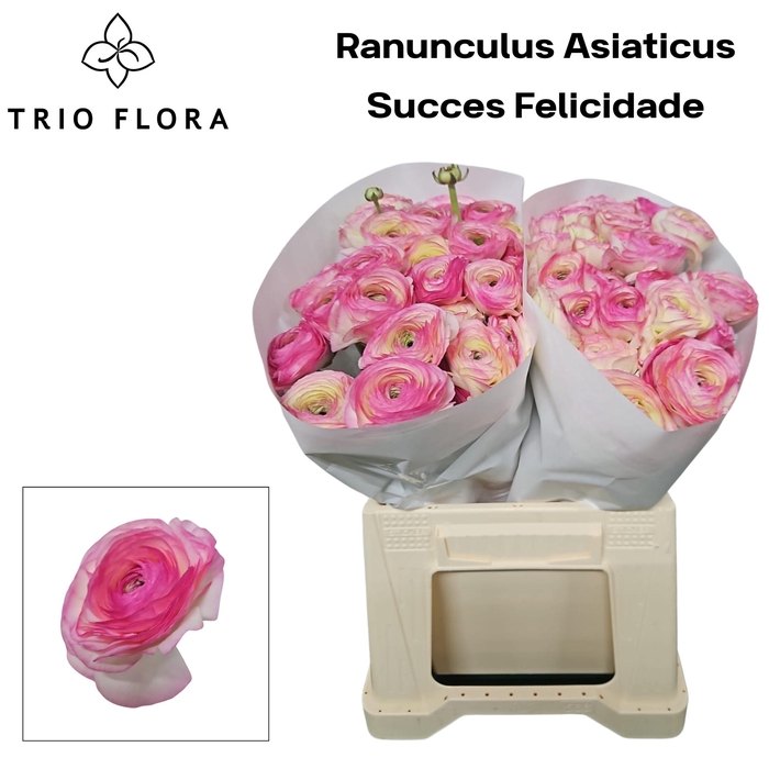 <h4>RAN SU FELICIDADE 566</h4>