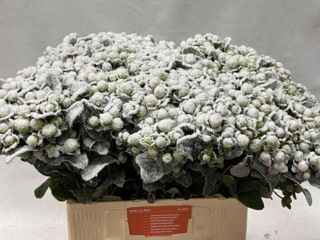 <h4>HYP OV KLB H%</h4>