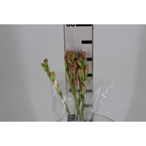 ANGELICA 060 CM