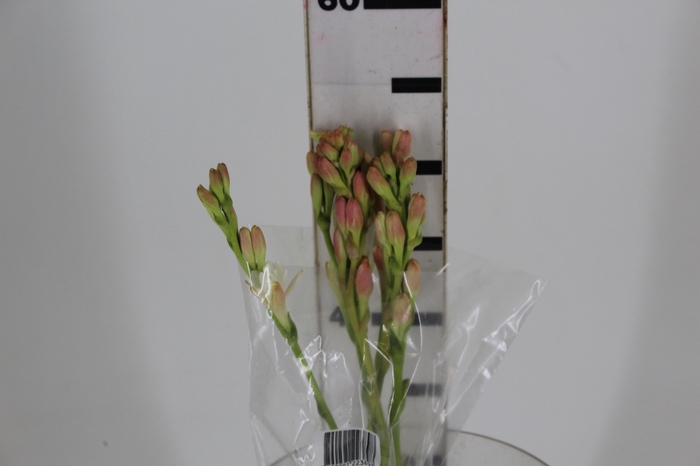 <h4>ANGELICA 060 CM</h4>