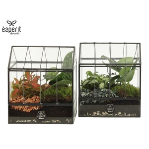 91046: Terrarium arrangement