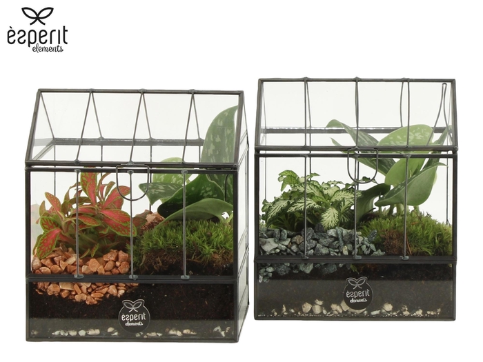 <h4>91046: Terrarium arrangement</h4>