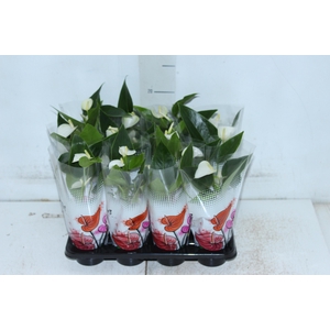 ANTHURIUM BRANCO P06