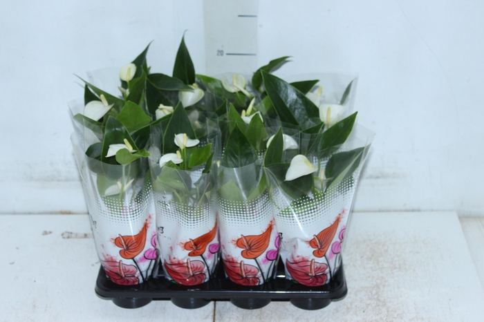 <h4>ANTHURIUM BRANCO P06</h4>