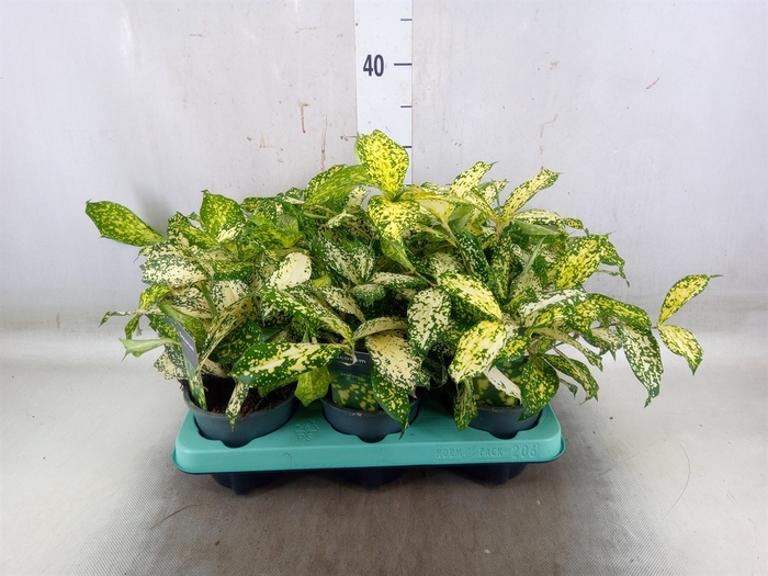 <h4>Dracaena surculosa 'Florida Beauty'</h4>