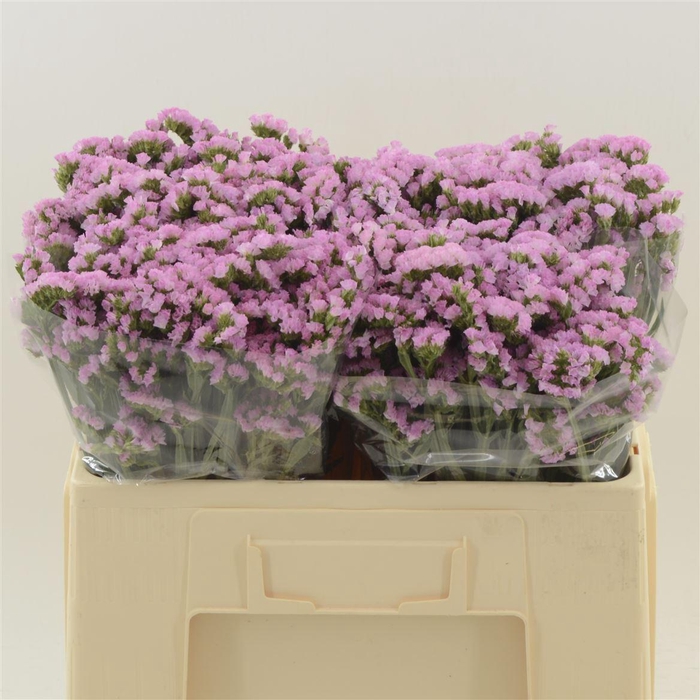 <h4>Statice Pretty Wings</h4>