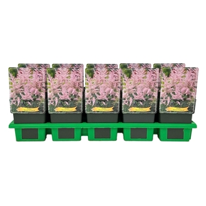 Astilbe Hennie G