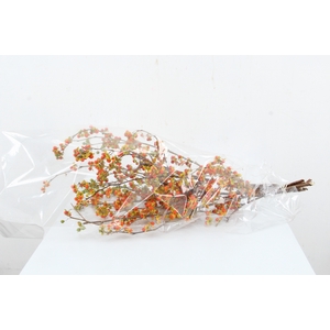 CELAS SC NICO BES 30CM EXTRA