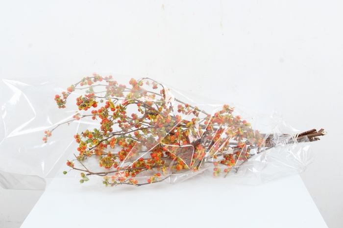<h4>CELAS SC NICO BES 30CM EXTRA</h4>