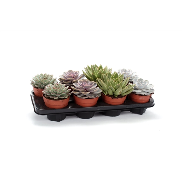 <h4>Echeveria mix 12 cm</h4>