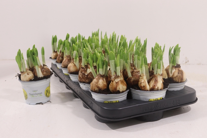 <h4>NARC O TETE A TETE</h4>