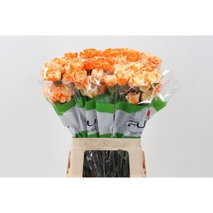 Di St Tinted TropicalSun