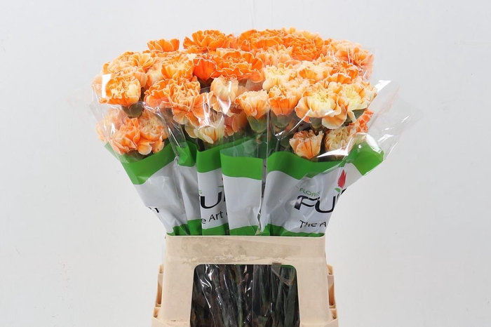 <h4>Di St Tinted TropicalSun</h4>