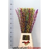 Salix Wilgenkatjes Rainbow Mix 90cm