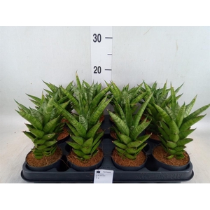 Sansevieria cyl.  ...