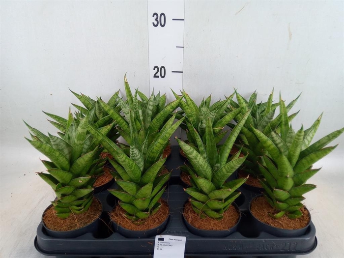 <h4>Sansevieria cyl.  ...</h4>
