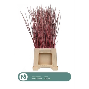 CORNUS ALBA SIBIRICA