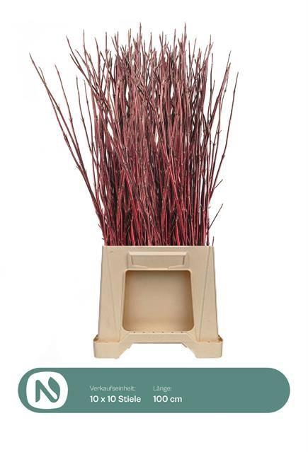 <h4>CORNUS ALBA SIBIRICA</h4>