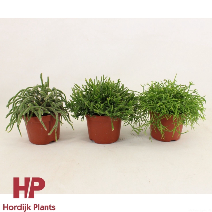 Rhipsalis Mix