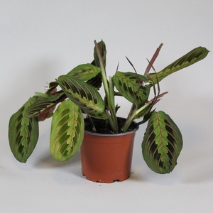 Maranta Fascinator