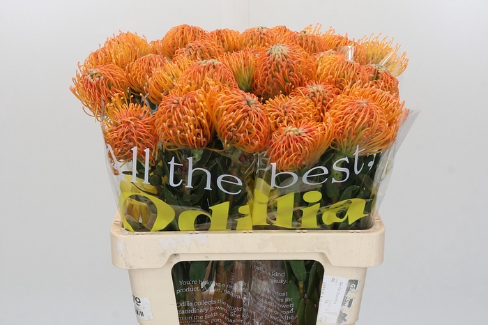 <h4>Nutans Ayoba Peach</h4>