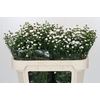 Aster White Gypsy