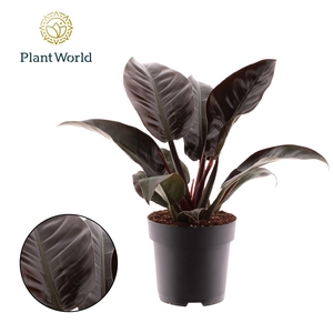 Philodendron Imperial Red