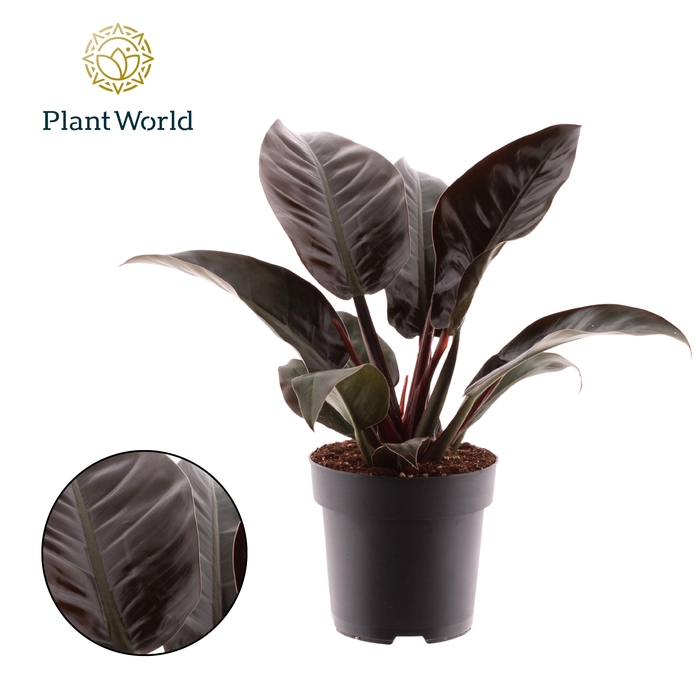 <h4>Philodendron Imperial Red</h4>