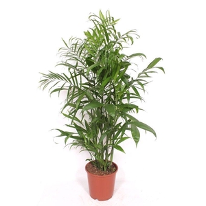 Chamaedorea Seifrizii