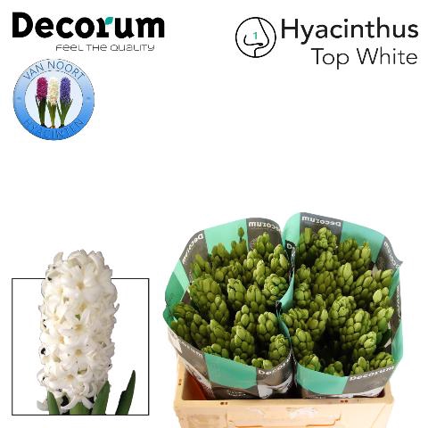 <h4>HYAC TOP WHITE</h4>