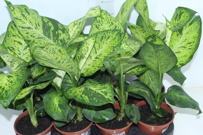 <h4>DIEF. SUNRISE P15</h4>