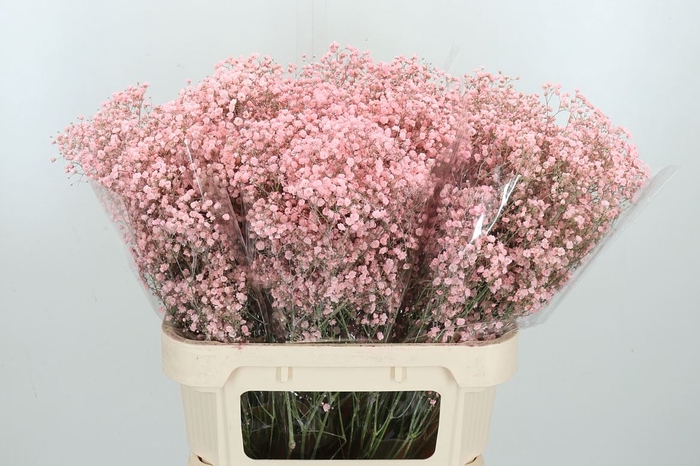 <h4>Gyps Kl Bh Licht Roze</h4>