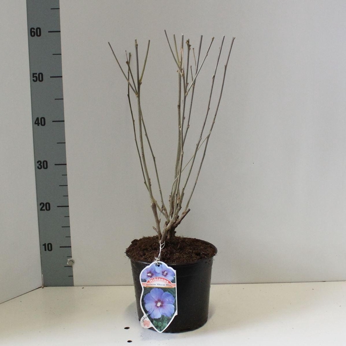 <h4>Hibiscus syriacus Oiseau Bleu</h4>