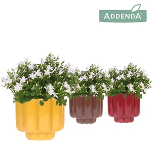 Campanula Addenda Ambella white in Retro pot yellow mix