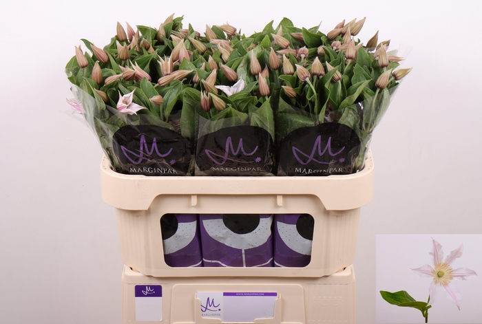 <h4>Clematis Amazing Kansas</h4>